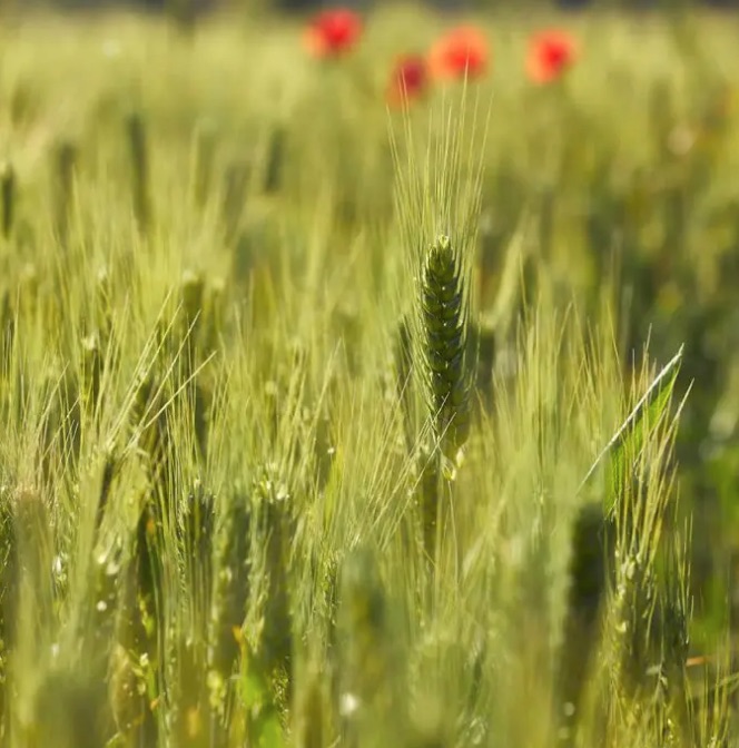 Giornata Mondiale del Suolo: agricoltura 4.0 e filiera controllata sono tra gli impegni del Gruppo Colussi