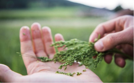 Dr. Schär semina un mondo migliore, preservando la biodiversità