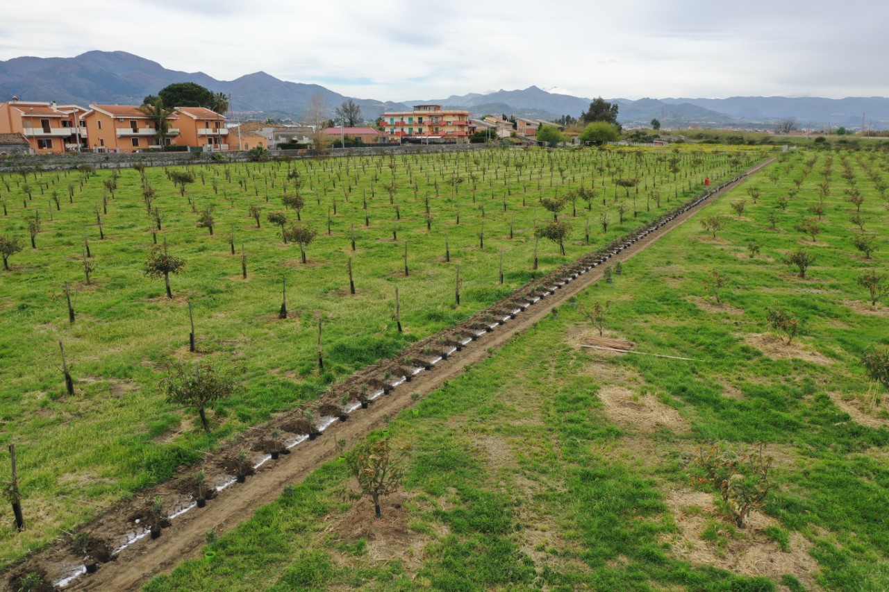 Fire compensa il 100% delle emissioni di Co2 e pianta 100 alberi per sostenere l’agricoltura locale