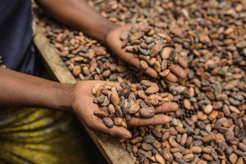 Icam Cioccolato si rinnova e annuncia un nuovo approccio totalmente incentrato sull'agire sostenibile