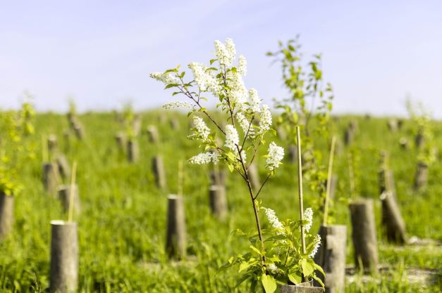 Campagna Mosaico Verde: superato l’obiettivo di mettere a dimora in Italia 300.000 alberi per dare ossigeno ai territori e contrastare i cambiamenti climatici