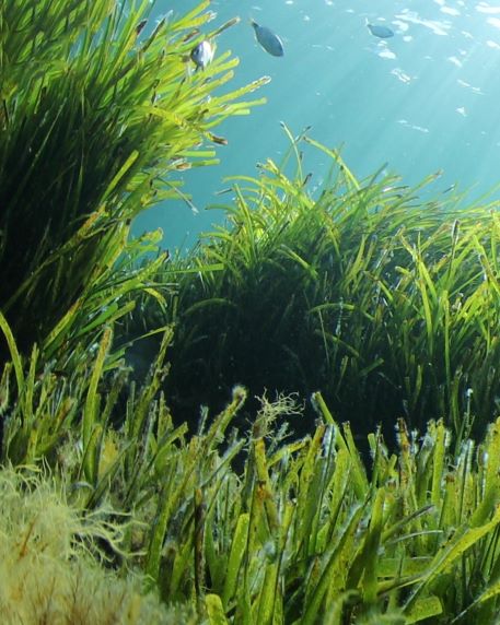 Salvaguardare il Mediterraneo, la grande sfida di Isdin e dell'Associazione Vellmarí