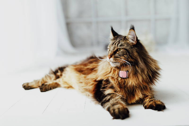Pet care: con il Gps e Activity tracker per cani e gatti, Kippy chiude un round da €2,6 milioni guidato da Oltre Impact