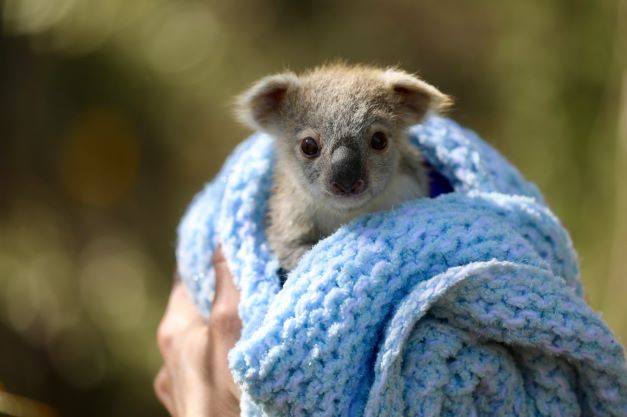 Nuii e WildArk, insieme per la salvaguardia dei koala a rischio di estinzione