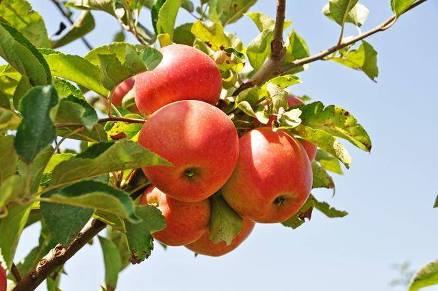 Demeter: nuova certificazione per Natura Nuova