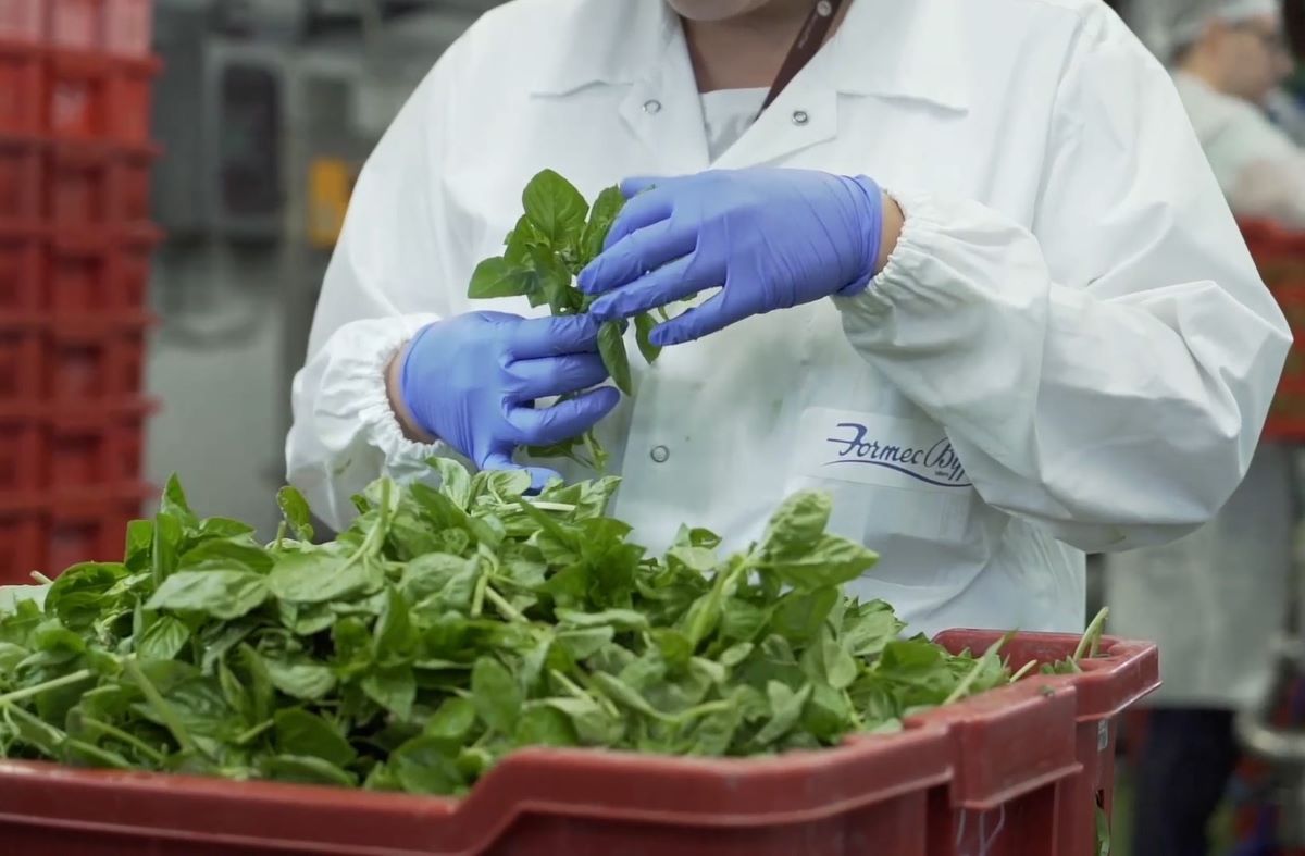 Dai pannelli solari al trigeneratore: lo stabilimento del Pesto Biffi è sempre più sostenibile