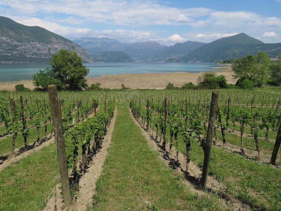 Ricci Curbastro, prima società benefit in Franciacorta, cresce e investe su ambiente e territorio
