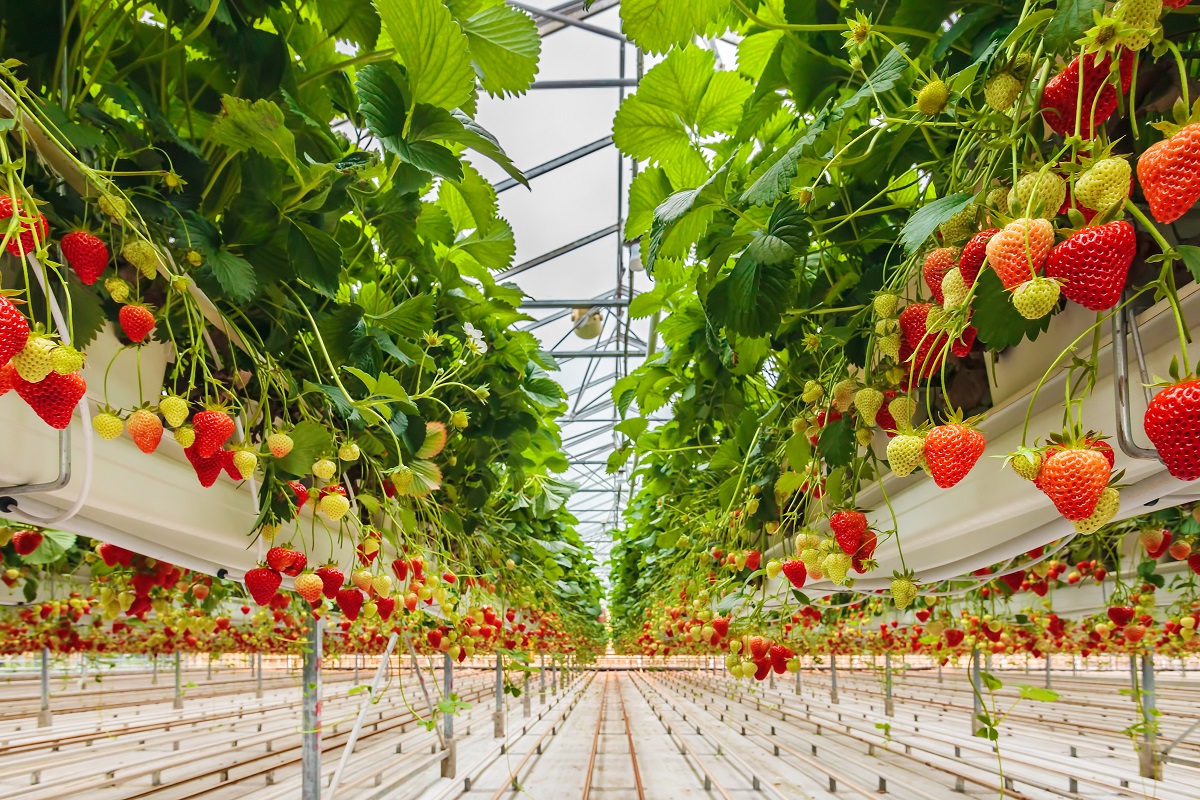 Piccoli frutti: Rijk Zwaan avvia un nuovo programma di breeding
