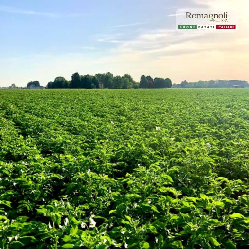 Romagnoli F.lli sostiene i produttori ed eroga il primo acconto alle patate consegnate in conto deposito 2022/2023