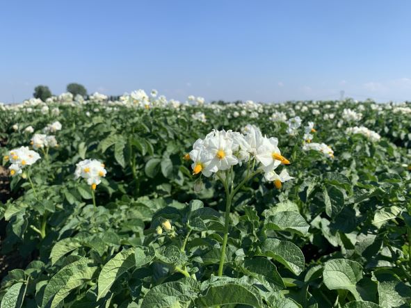 Macfrut 2022: Romagnoli F.lli presenta il primo Rapporto di Sostenibilità