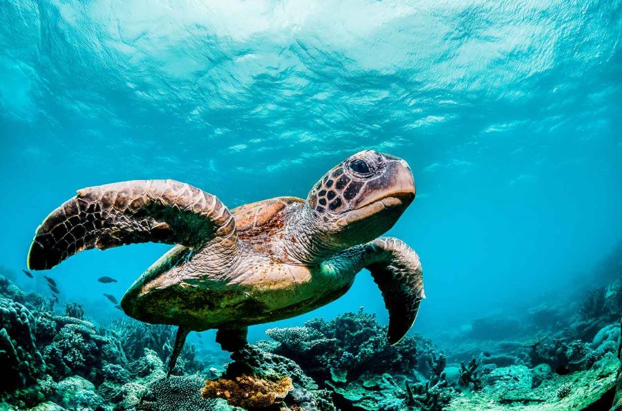 L’intelligenza artificiale di Sas va in soccorso delle tartarughe marine delle Galapagos