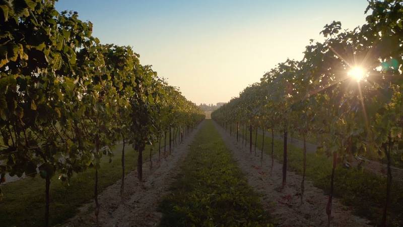 A Tenute Tomasella la fiducia del Crea per avviare il progetto sui vigneti sperimentali