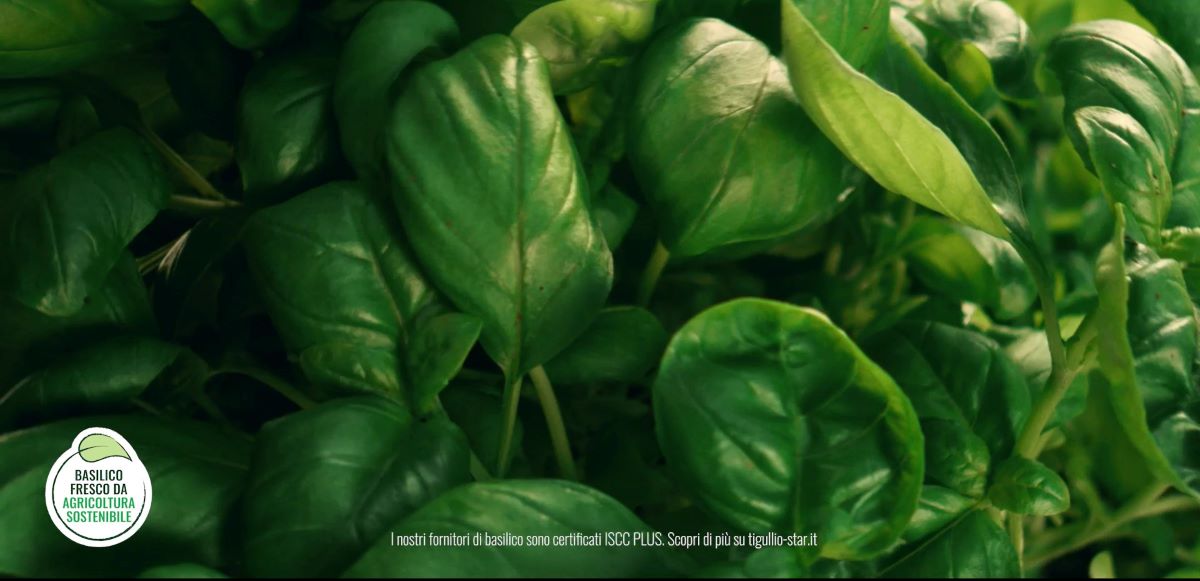 Al via un percorso di sostenibilità per il brand Tigullio che parte dal suo ingrediente più prezioso: il basilico