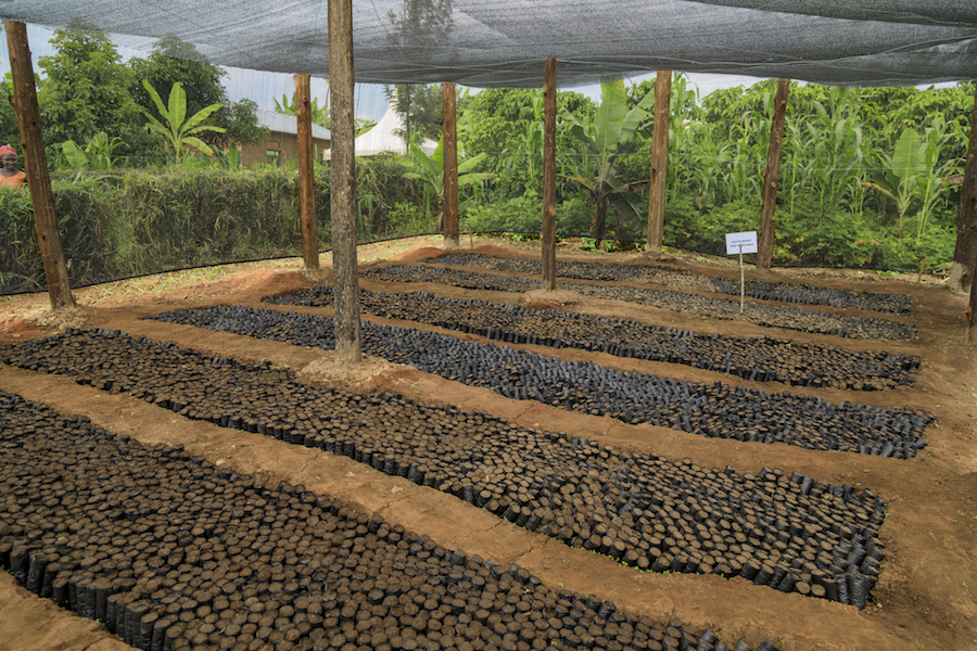 Caffè Borbone e Ofi insieme per creare una filiera del caffè più inclusiva per le donne e i giovani in Uganda