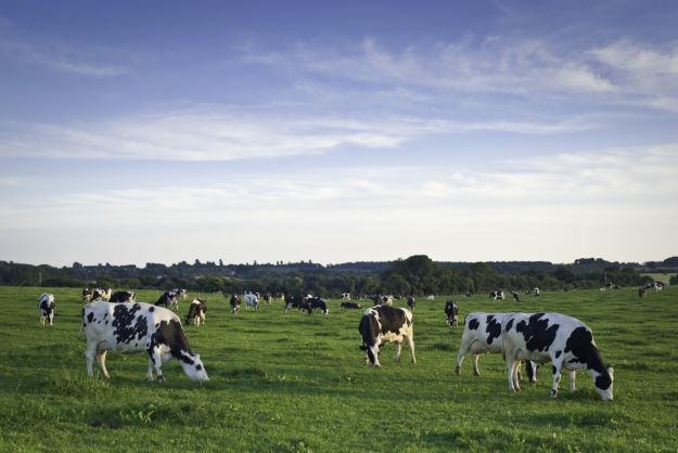 Filiera bovina: un'eccellenza del Made in Italy ma le politiche Ue mettono a rischio il settore
