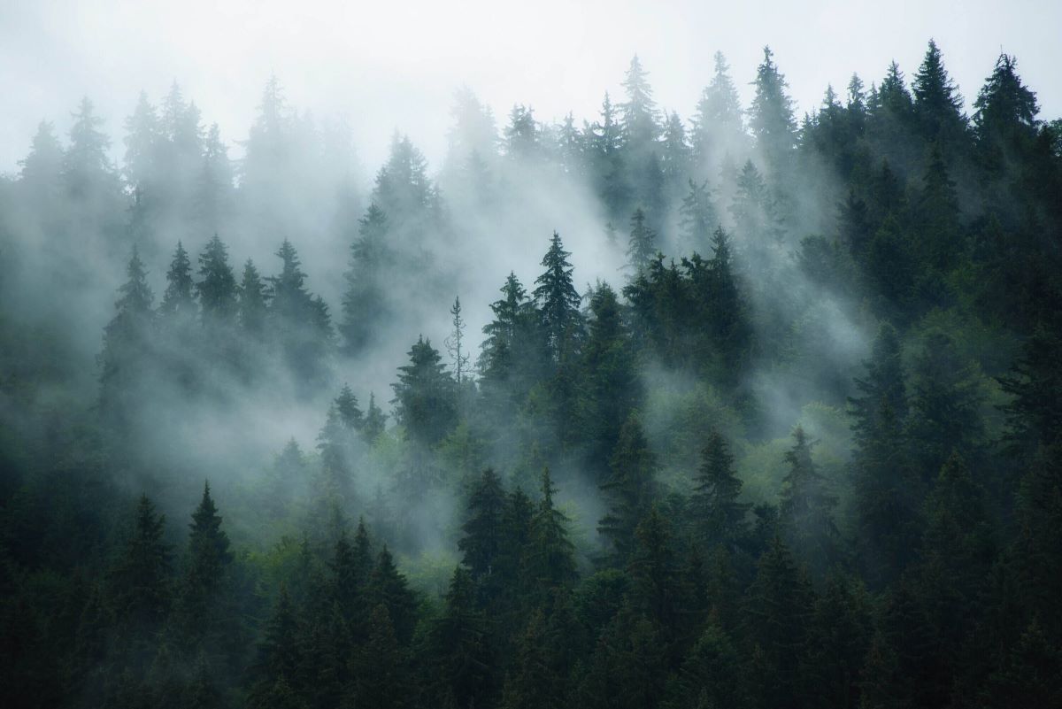 Ogni minuto vengono abbattuti 2400 alberi nel mondo: le aziende scendono in campo per invertire il trend