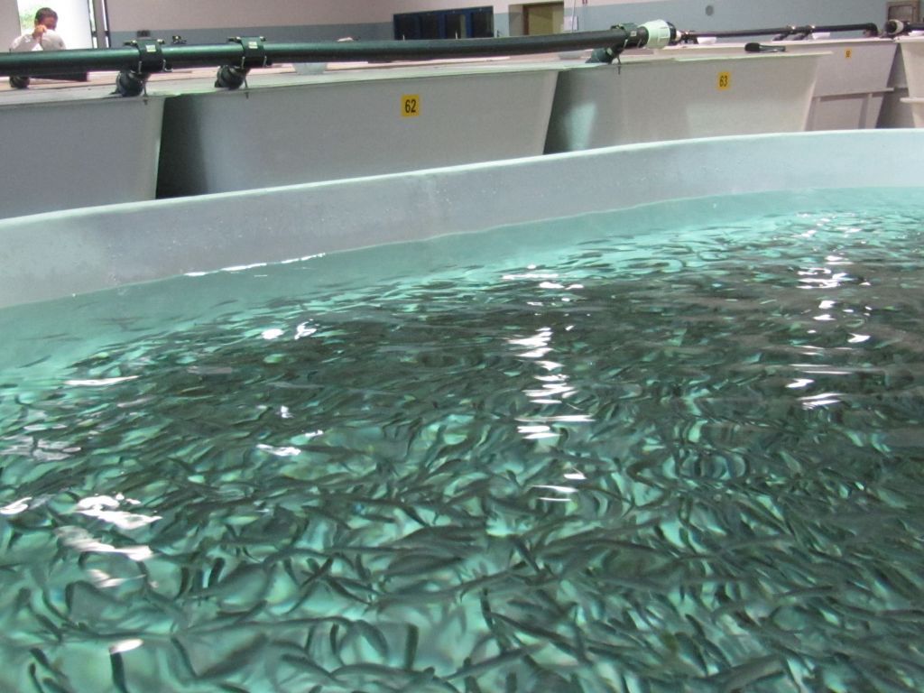 In Trentino un progetto innovativo di economia circolare per zootecnia e acquacoltura