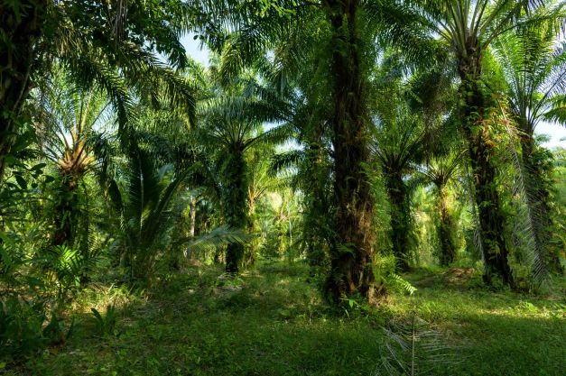 Olio di palma sostenibile certificato: a che punto siamo in Italia e in Europa
