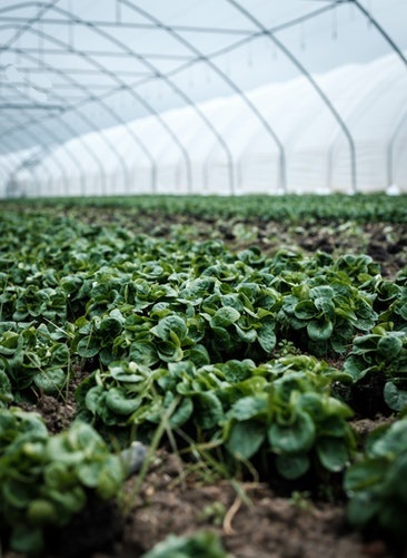 Assosementi: la tracciabilità garantisce la provenienza e la qualità dei prodotti agroalimentari realizzati in Italia