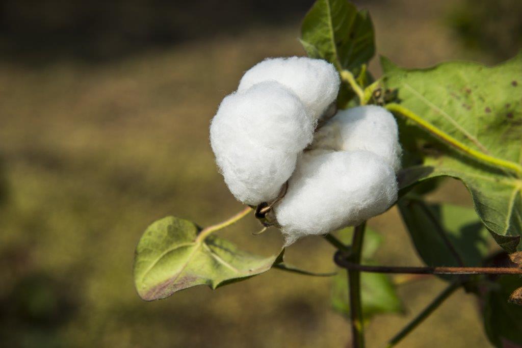 I test che fanno la differenza: la scelta del cotone organico certificato