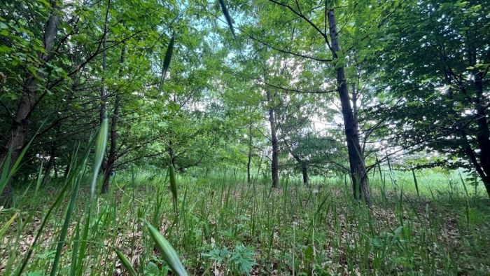 Studio Rete Clima: per il 90% delle aziende le foreste sono fondamentali per tutelare la biodiversità e contrastare la crisi climatica