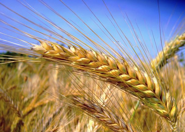 Assosementi: "Il Green Deal rischia di far perdere il 20% della produzione agricola europea"