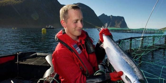Un’industria ittica più sostenibile è possibile: il progetto di Ibm nelle isole Kvarøy