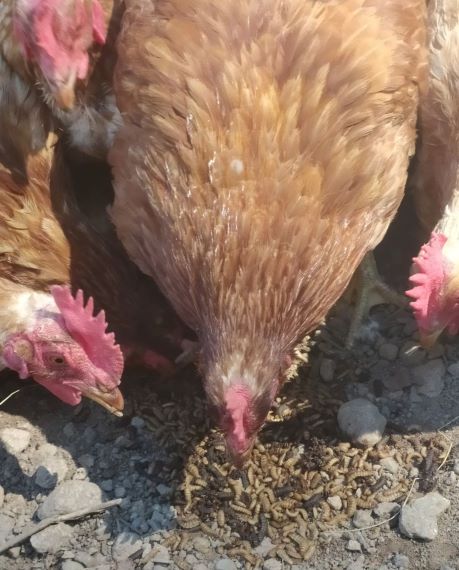 In Trentino un progetto innovativo di economia circolare per zootecnia e acquacoltura