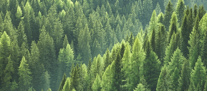 I consumatori percepiscono che la carta e la cellulosa hanno un impatto minore sulle foreste rispetto ad altri settori
