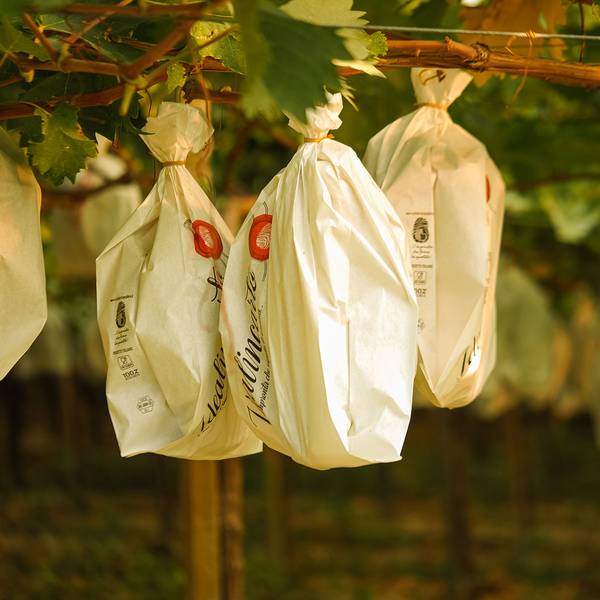 Op Agritalia, successo per la sperimentazione della produzione di uva a residuo zero