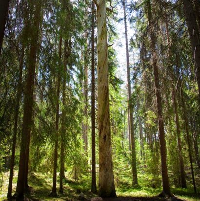 Conad avvia un progetto di forestazione nazionale