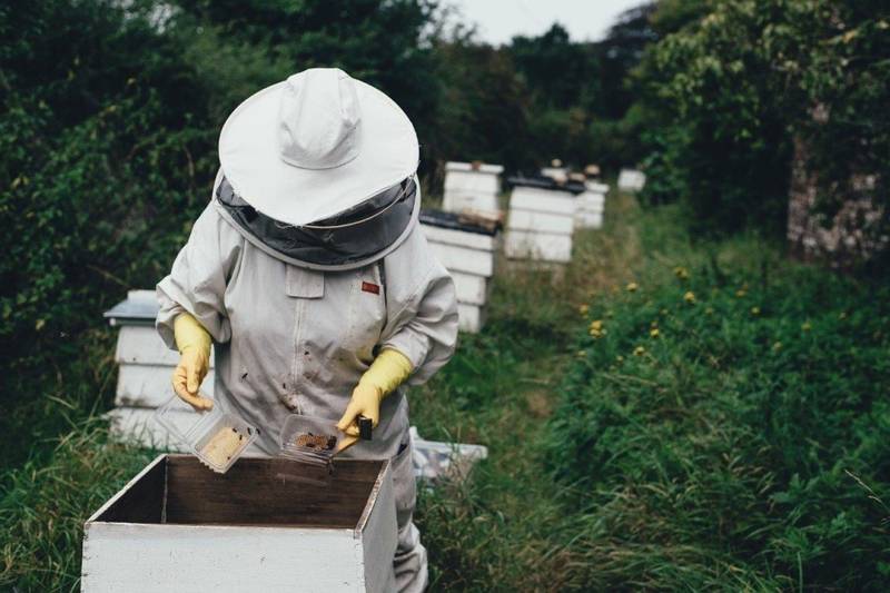 Codè Crai Ovest insieme a 3Bee per la biodiversità
