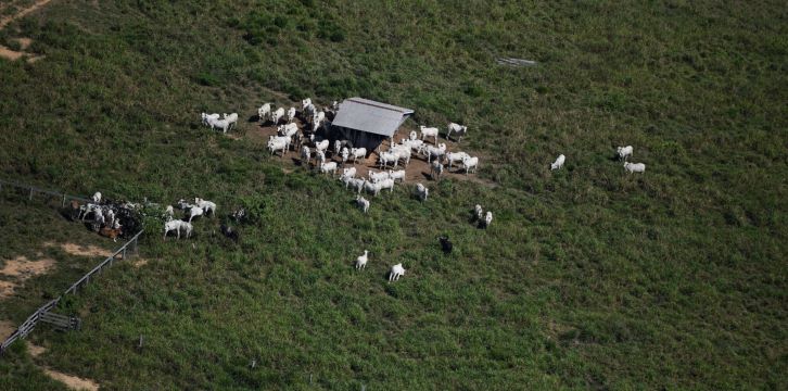 Nuova inchiesta Greenpeace sui legami fra allevamento e deforestazione in Amazzonia