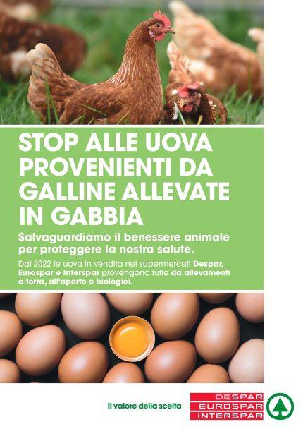 Despar Centro Sud, stop alla vendita di uova di gallina allevate in gabbia