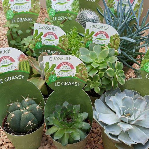 Viridea apre l'undicesimo Garden Center in provincia di Brescia