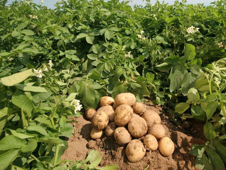 Ce.Pa. - Centro di Documentazione per la Patata annuncia un aumento dei prezzi delle patate