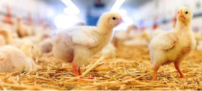 La Danimarca elimina gradualmente i polli da carne a crescita rapida, una transizione fattibile anche in Italia